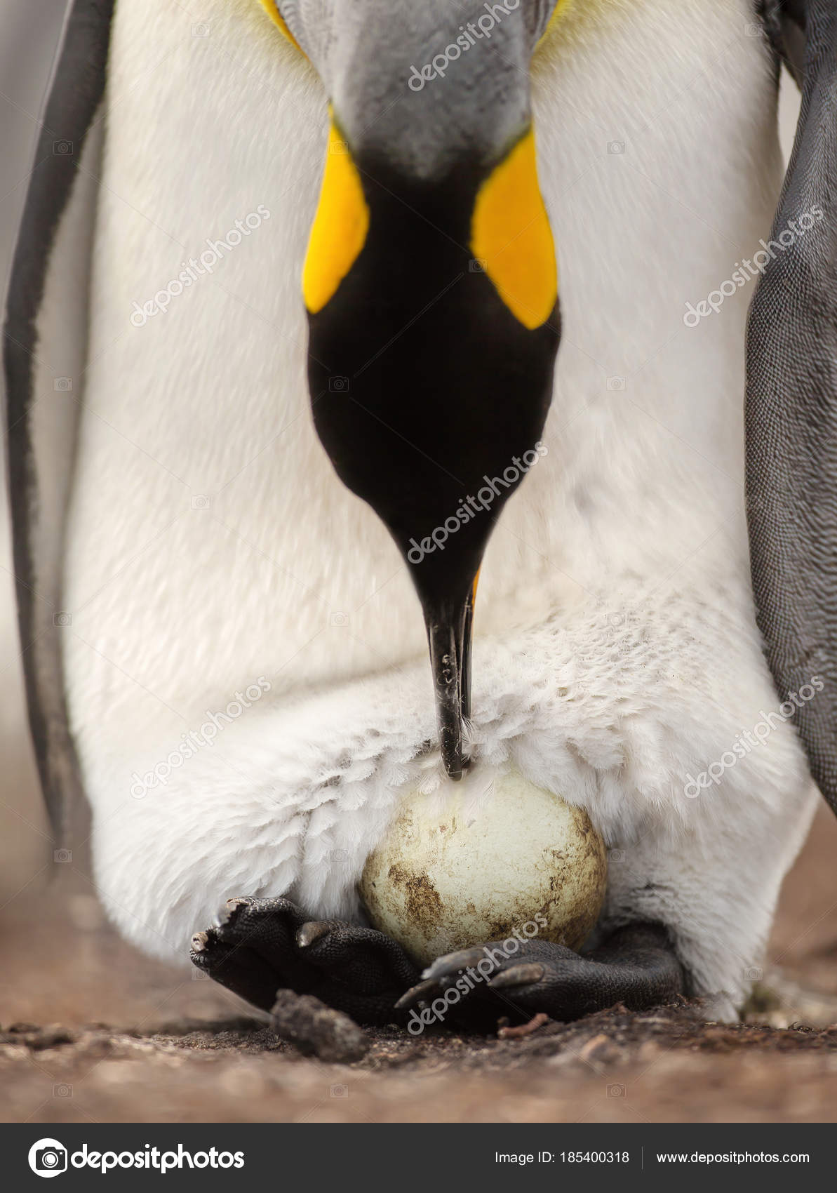King penguin with an egg on feet waiting for it to hatch Stock Photo by