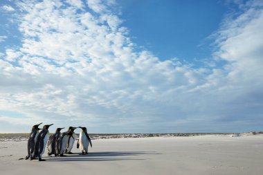 Bir grup Kral penguenler Falkland Adaları'nda kumlu bir plaj üzerinde
