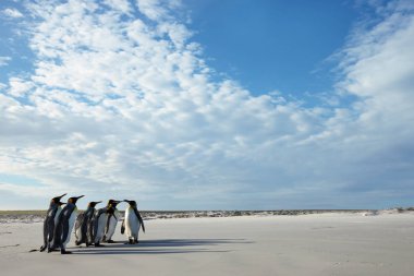 Group of King penguins on a sandy beach in Falkland islands clipart