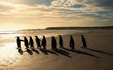 Bir grup Kral okyanusa doğru kumlu beac üzerinde yürüyen penguenler