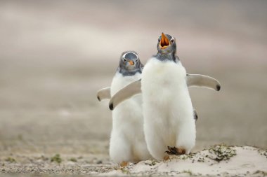 Gentoo pengueni piliç eşdeğerinin kumlu Sahili üzerinde Falkl peşinde