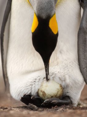 King penguin with an egg on feet waiting for it to hatch clipart