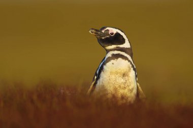 Güneşli bir öğleden sonra bir yetişkin Macellan pengueni yakın çekim