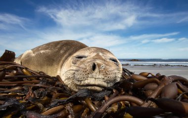 Close up of a young Southern Elephant seal sleeping on a sandy b clipart