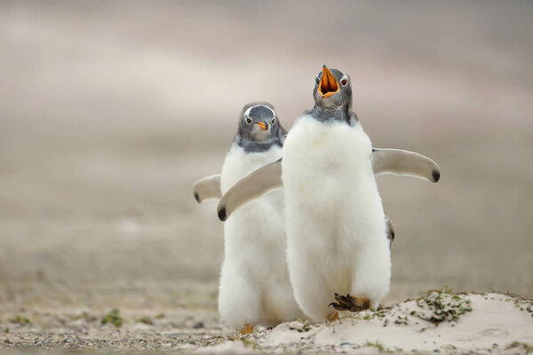 Птенца пингвина, гоняющегося за своим сиянием на песчаном побережье, зовут Фалькль
