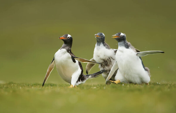 Gentoo penguin chicks chasing their parent to be fed