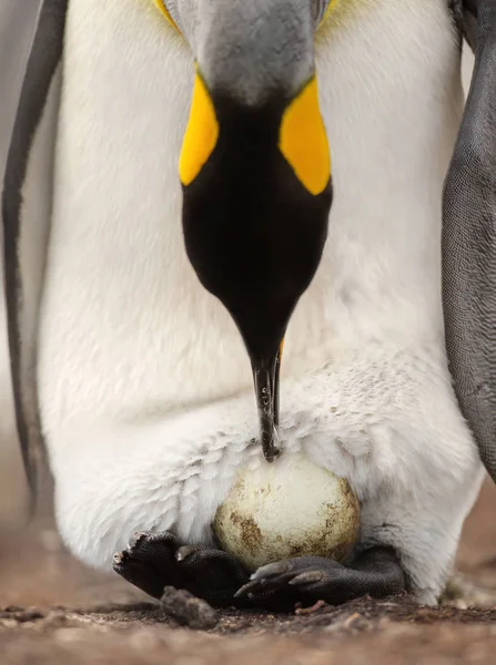 Königspinguin mit einem Ei auf Füßen wartet darauf, dass es schlüpft — Stockfoto