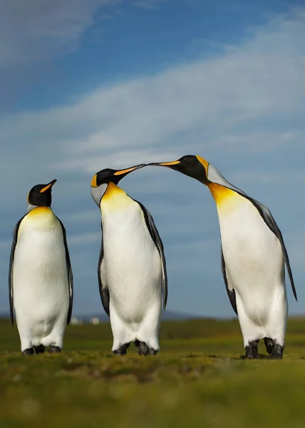 Tres pingüinos King mostrando comportamiento agresivo durante el apareamiento —  Fotos de Stock
