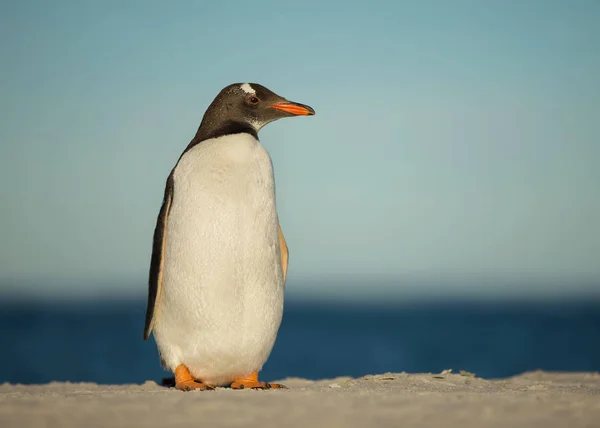 Gentoo pingüino de pie en una playa de arena — Foto de Stock