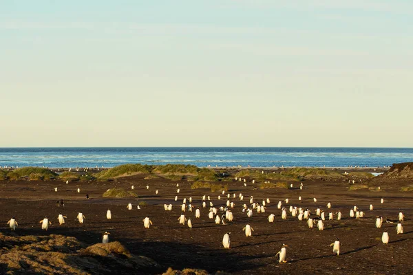 Gentoo penguenleri kıyıya balıkçılık sonra dönen büyük grup — Stok fotoğraf