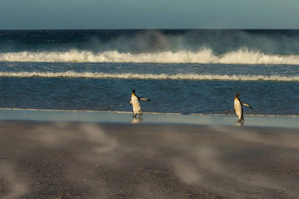 Pinguini gentili che vengono a riva in una giornata ventosa — Foto Stock