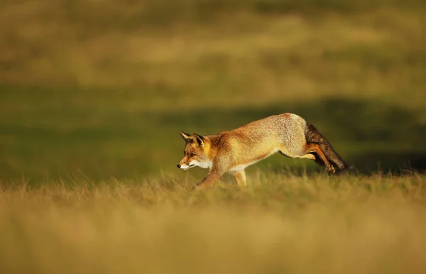 Red fox kör längs fältet på kvällen — Stockfoto