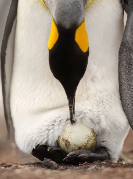 Королівський пінгвін з яйцем на ногах чекає на нього, щоб вилупити Стокове Фото