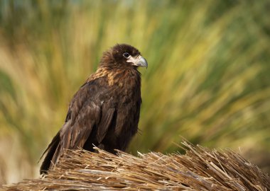 Bir çocuk çizgili caracara yakın çekim 