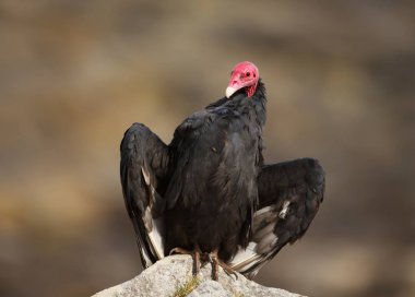 Turkey vulture with open wings warming on a rock clipart