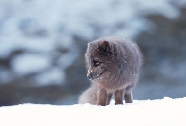 Close up of an Arctic fox standing in the snow clipart