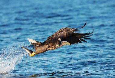 Ak kuyruklu deniz kartal pençeleri bir balık ile