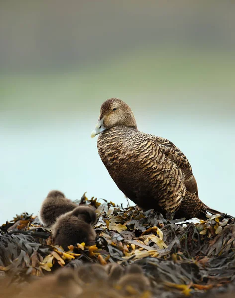 Close up of a female common eider in seeweed with chicks — Stock Photo, Image