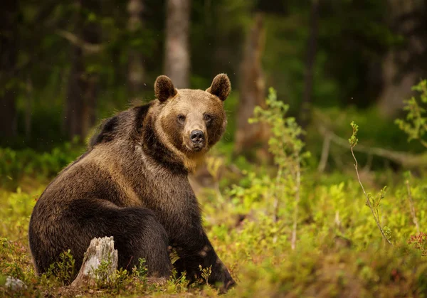 Gros plan de l'ours brun eurasien mâle assis dans la forêt — Photo