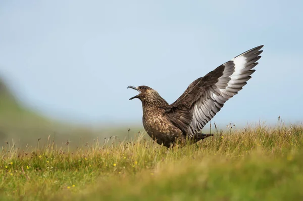 Большой звонок Skua Bonxie, Нэшвилл, Шетленд, Великобритания — стоковое фото