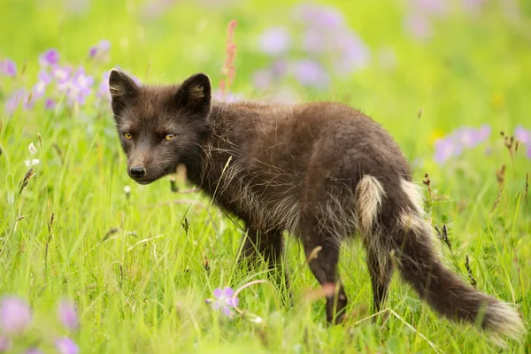 Adulto morfo azul raposa ártica no prado com flores — Fotografia de Stock
