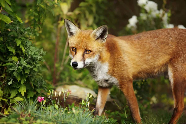 Red fox stående i trädgården med blommor — Stockfoto