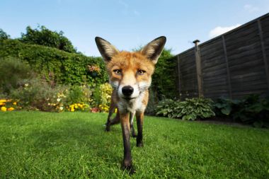 Kızıl Tilki ayakta çiçekli bahçesinde