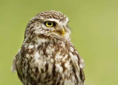 Kukumav yeşil bir arka plana dayanır, yakın çekim