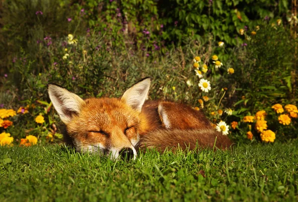 Zorro rojo durmiendo en el jardín con flores —  Fotos de Stock