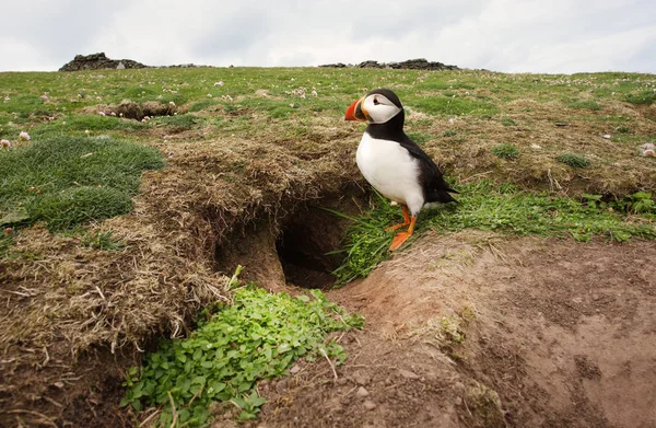 Atlantischer Papageitaucher steht an seinem Graben, UK. — Stockfoto