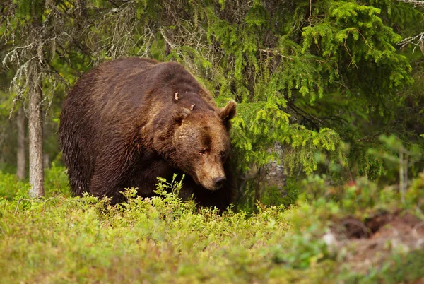Primer plano del oso pardo europeo macho en el bosque — Foto de Stock