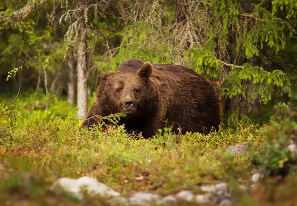 Close up van Europese bruine beer man — Stockfoto