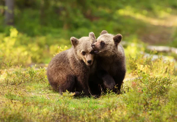 Dwa słodkie niedźwiedź brunatny zwyczajny szczeniaki walki gry — Zdjęcie stockowe