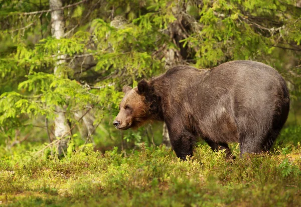 Mężczyzna niedźwiedź brunatny zwyczajny stojący w lesie — Zdjęcie stockowe