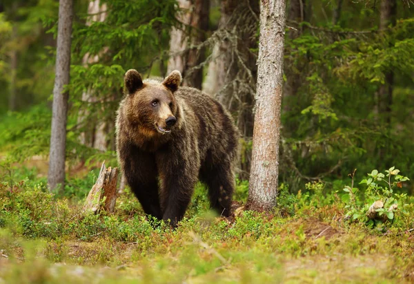 Європейська бурий ведмідь чоловіки в boreal ліс — стокове фото