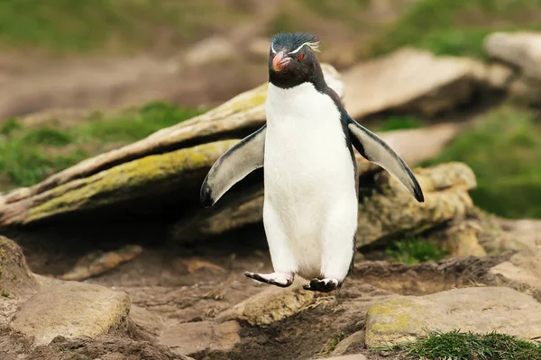イワトビ ペンギンは、岩からホッピングのクローズ アップ — ストック写真