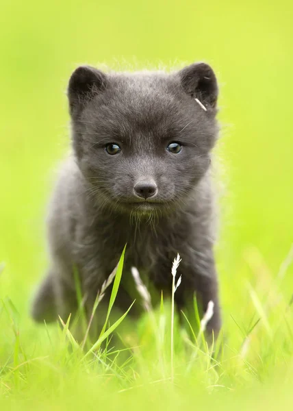 Nahaufnahme eines arktischen Fuchsjungen im Gras — Stockfoto
