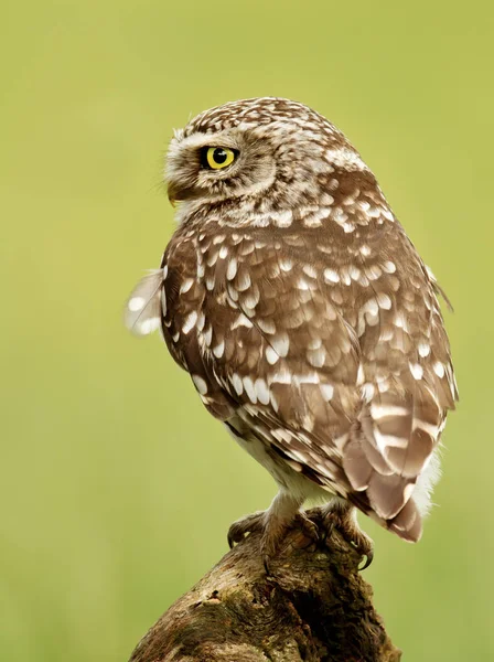 Acercamiento de un pequeño búho posado en un tronco —  Fotos de Stock