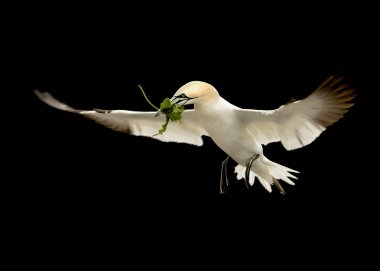 Uçuş ile Kuzey gannet malzeme iç içe