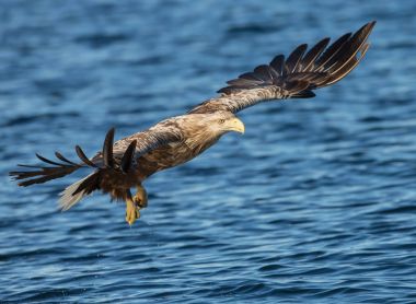 Uçan beyaz kuyruklu kartal