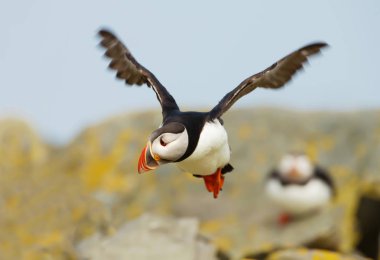 Uçuş Atlantik martı (fratercula arctica)