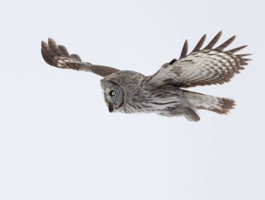 Great Grey Owl in flight in winter clipart