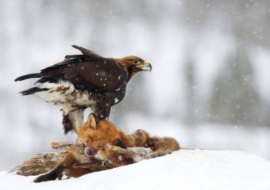 Golden Eagle feeding on a Red Fox in winter clipart