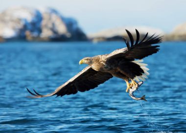 White-tailed sea Eagle catching a fish clipart