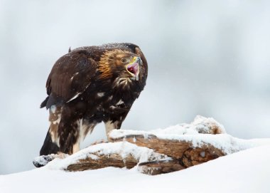 Altın Kartal bir Kırmızı tilki besleme 