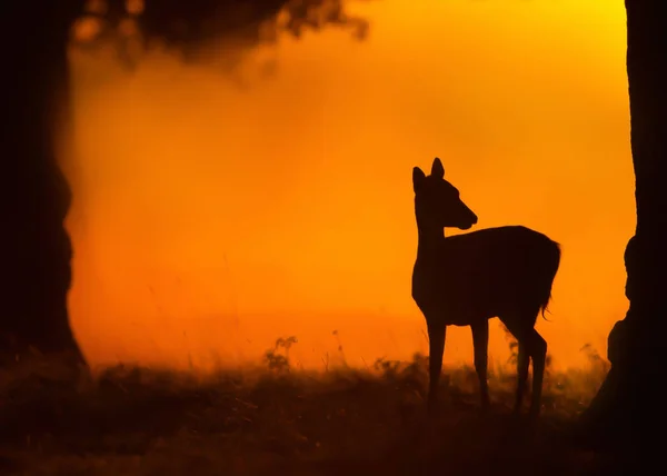 Silhouette de chevreuil femelle au coucher du soleil, Royaume-Uni . — Photo