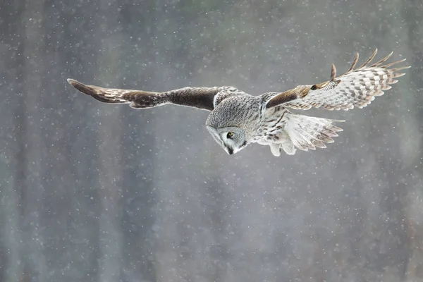 Grey Owl lovu v zimě, Finsko. — Stock fotografie