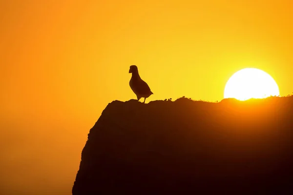 Lunnefågel åtnjuter solnedgång i Fair Isle, Shetland. — Stockfoto