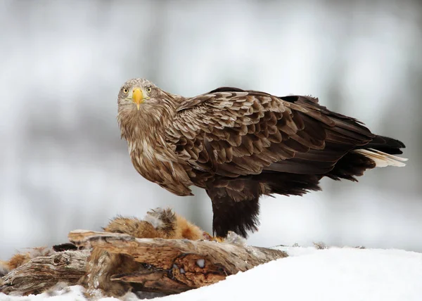 Águila de cola blanca alimentándose de un zorro rojo en invierno —  Fotos de Stock