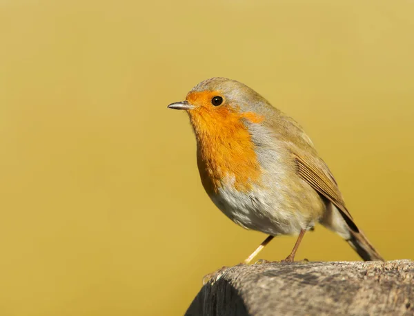 Tuin vogel roodborst zitstokken op een bericht — Stockfoto